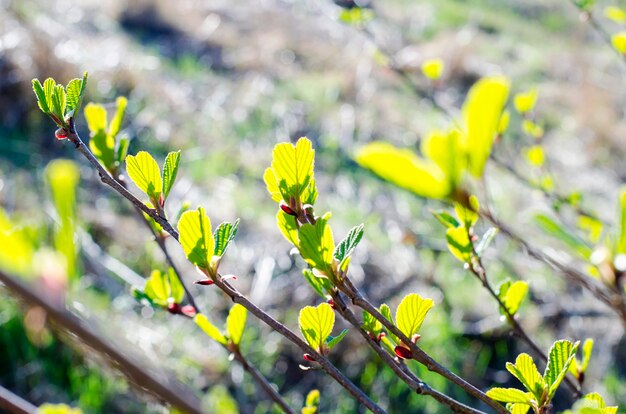 Galho com folhas novas e botões no início da primavera