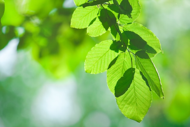 Galho com folhas verdes em um fundo desfocado