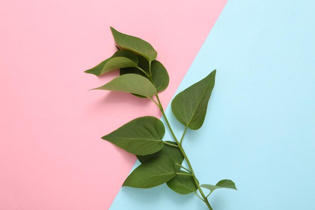 Galho com folhas verdes em um fundo pastel bluepink Minimalismo Eco conceito Flat lay