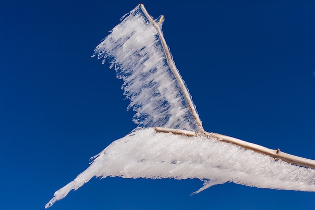 Galho congelado ao vento contra um céu azul, inverno