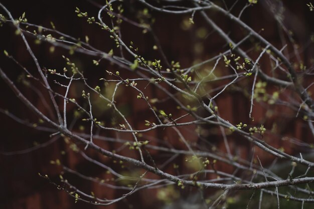 Galho da árvore do início da primavera com pequenas folhas verdes e amentilhos no fundo desfocado da natureza Conceito de primavera de Páscoa Amentilhos de fundo da primavera em galhos de árvores Foco seletivo