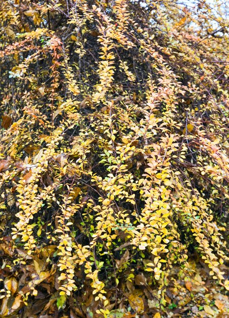 Galho de arbusto colorido de outono no parque da cidade