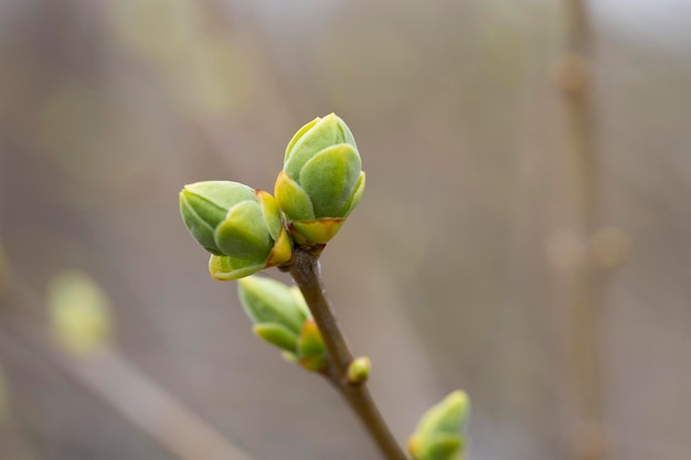 Galho de árvore a primeira folha em botões de primavera nas árvores florescem em um foco seletivo de fundo embaçado