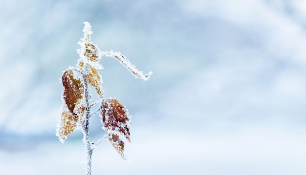 Galho de árvore coberto de geada com folhas secas em fundo desfocado de inverno_