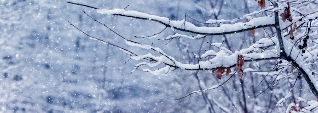 Galho de árvore coberto de neve com folhas secas na floresta durante a queda de neve