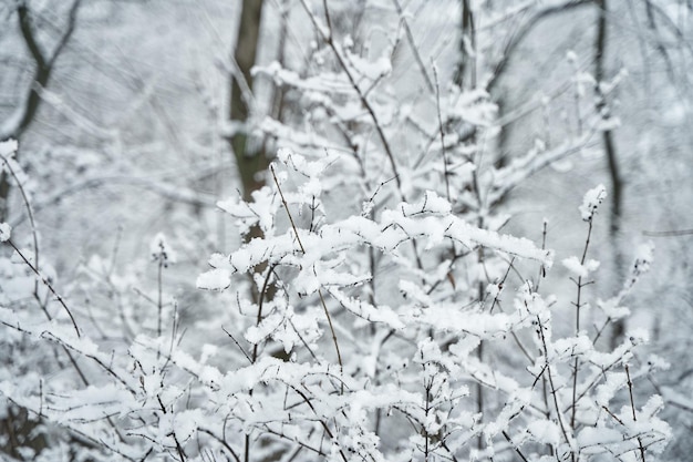 Galho de árvore coberto de neve na floresta de inverno.