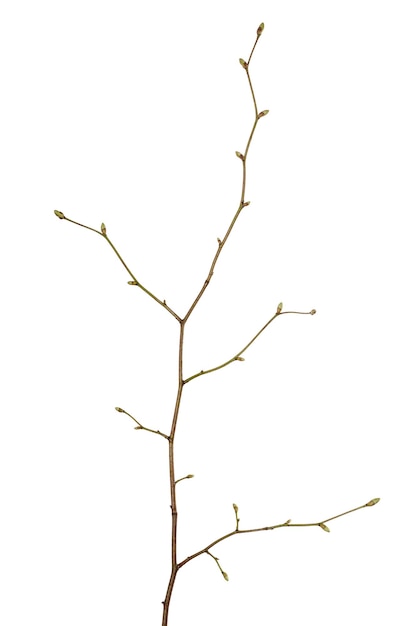 Galho de árvore com brotos jovens isolados no fundo branco