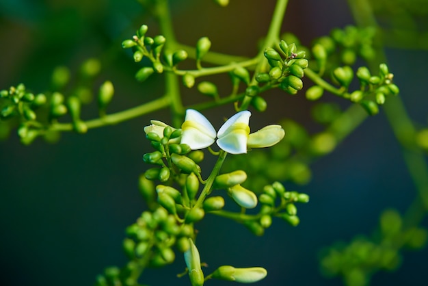 Galho de árvore com flores brancas close-up.