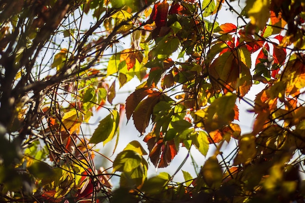 Galho de árvore com folhas de outono coloridas fecham fundo de outono Belo fundo desfocado forte natural com espaço de cópia