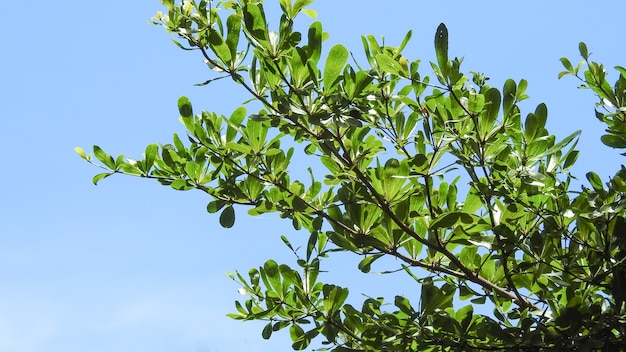 Galho de árvore com folhas verdes e fundo de céu azul