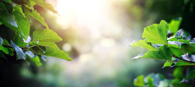 Galho de árvore com folhas verdes na floresta em tempo ensolarado no fundo desfocado do verão