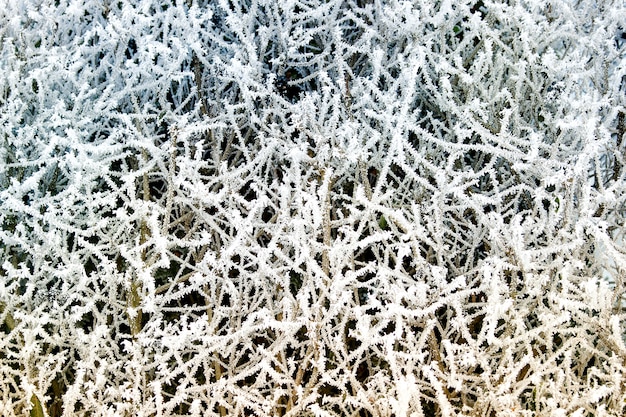 Galho de árvore congelada