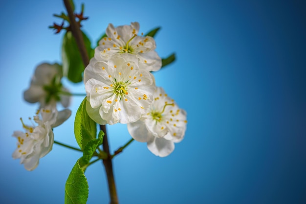 Galho de árvore de ameixa com flores desabrochando em azul