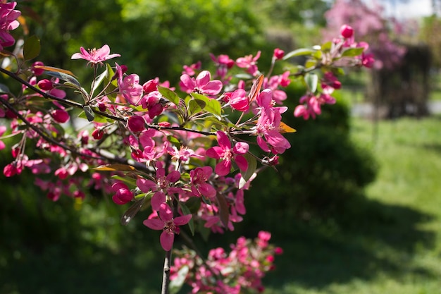 Galho de árvore de floração rosa. Fechar-se.