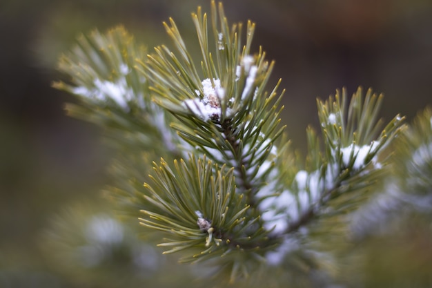 Galho de árvore de Natal com neve closeup