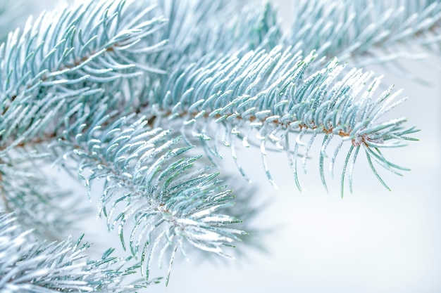 Galho de árvore de Natal com neve