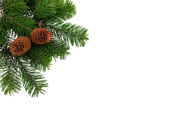 Galho de árvore de Natal e cones isolados em galho de pinheiro de abeto verde de Natal transparente branco