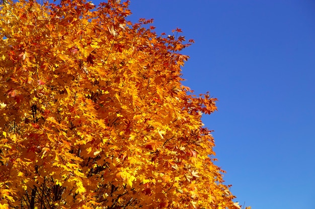 Galho de árvore de outono com folhas de laranja