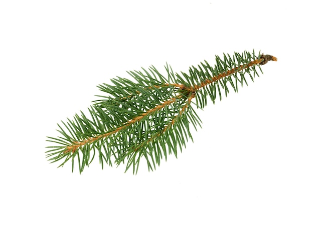 Galho de árvore do abeto isolado no fundo branco. galho de árvore spruce. abeto de natal.