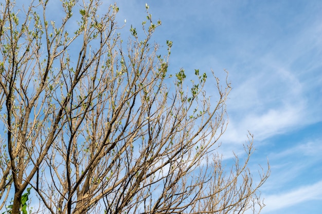 Galho de árvore e folhas secas na primavera