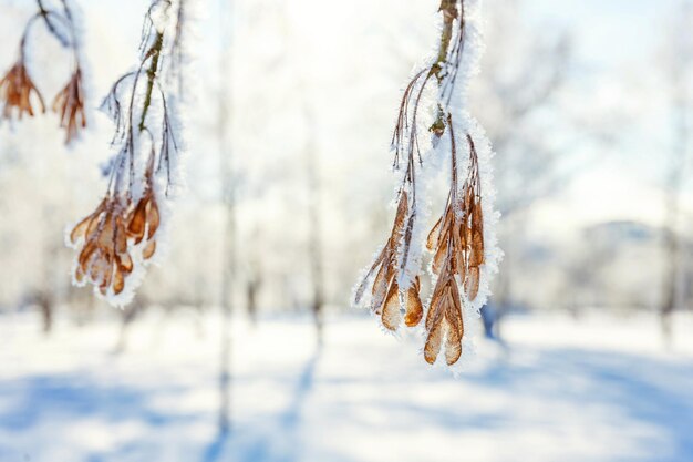 Galho de árvore gelado em floresta de neve, clima frio em manhã de sol