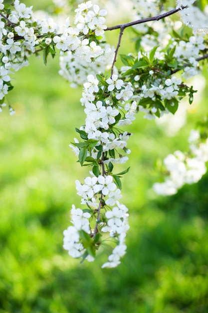 Galho de árvore lindamente florescendo cereja com flores brancas da primavera.