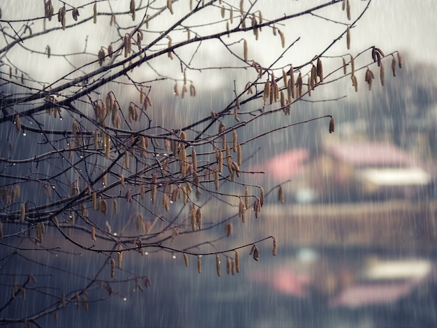 Galho de árvore na chuva. conceito de mudança climática.