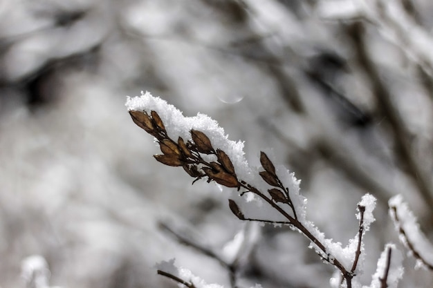 Galho de árvore na floresta coberta de neve no inverno à noite