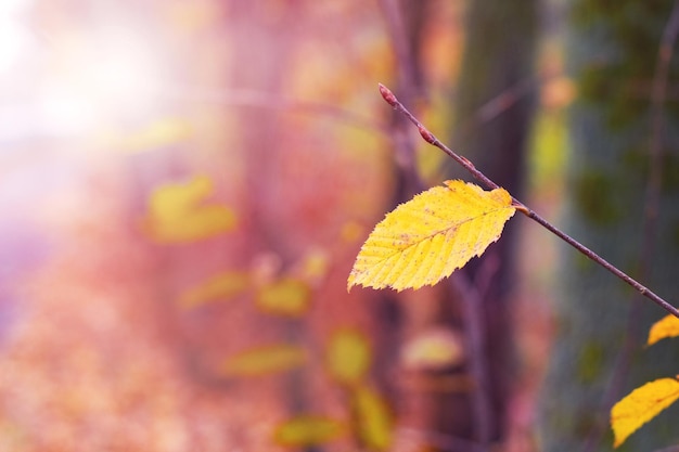 Galho de árvore na floresta com uma folha amarela solitária em um fundo desfocado em tempo ensolarado