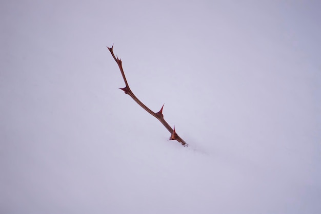 Galho de árvore nu seco com espinhos afiados no fundo da neve
