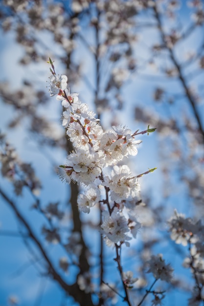 Galho de árvore pouco Apricot fina com flores