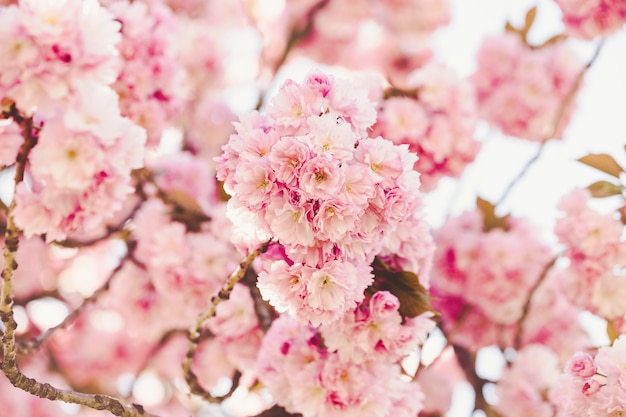 Galho de árvore sakura fresca com flores. Conceito de primavera.