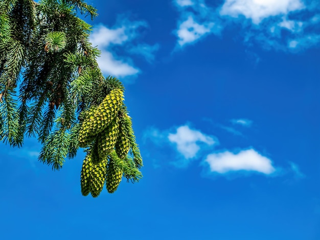 Galho de árvore Spruce com cones verdes contra o céu azul