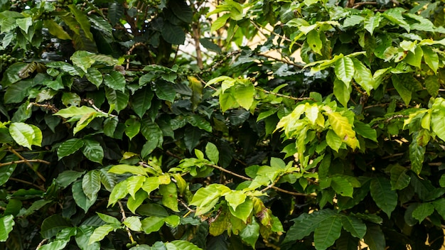 Galho de árvore verde molhado durante o tempo chuvoso na floresta tropical