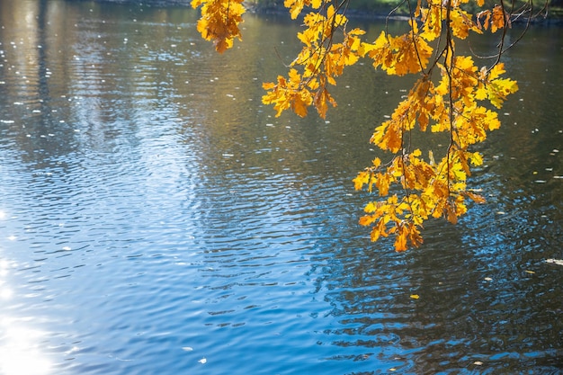 Galho de carvalho curva-se para uma água em uma floresta de outono cores de outono árvores de outono no parque ensolarado nós