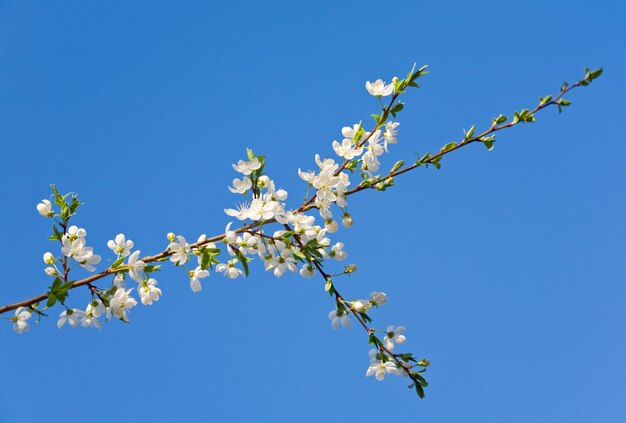 Galho de cerejeira em flor (na árvore da flor e no fundo do céu)
