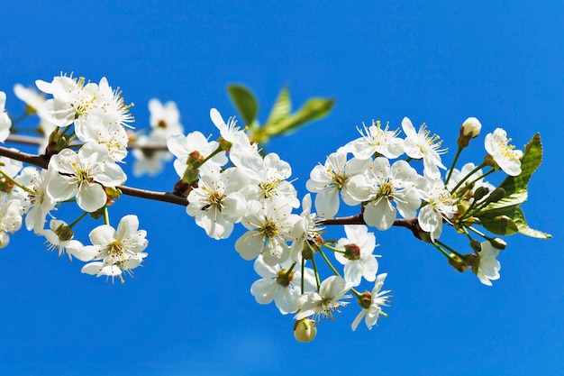 Galho de cerejeira em flor no céu azul