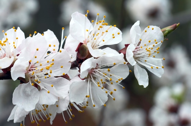 Galho de cerejeira em flor