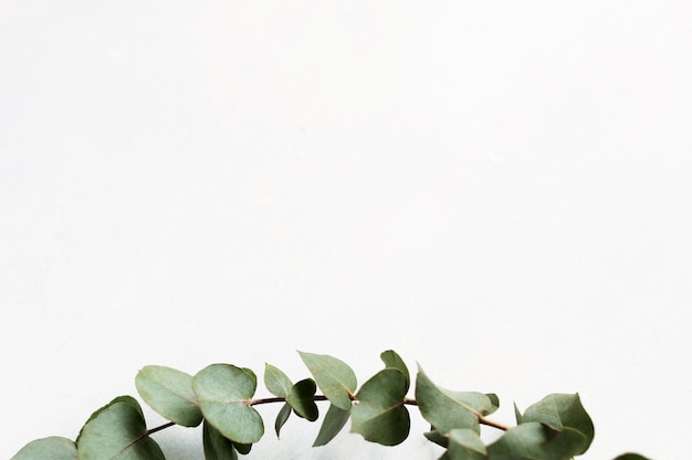 Galho de eucalipto verde sobre fundo branco. decoração natural minimalista.