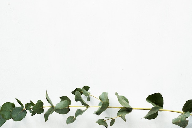 Galho de eucalipto verde sobre fundo branco. decoração natural minimalista.