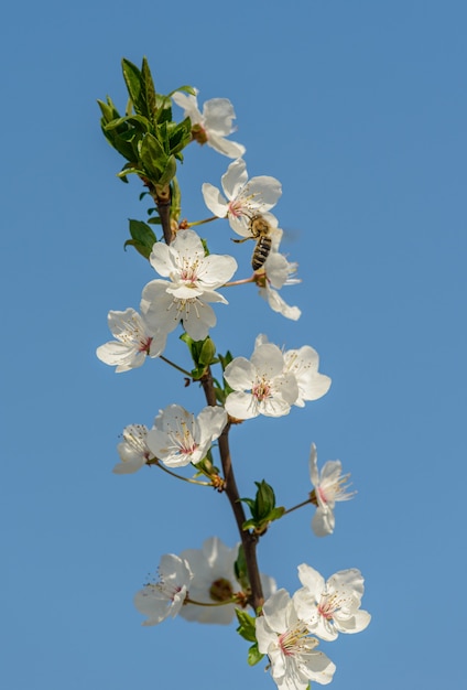 Foto galho de flor de cerejeira no céu azul com abelha, detalhe