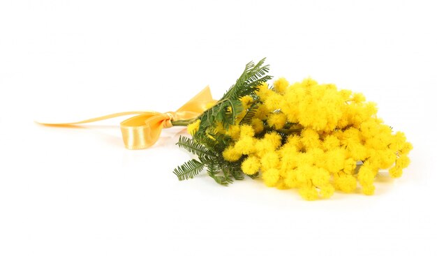 Galho de flores de mimosa