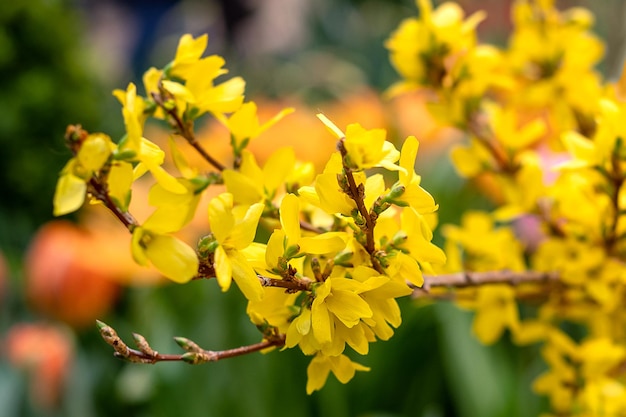 Galho de forsítia florescendo amarelo no jardim primavera