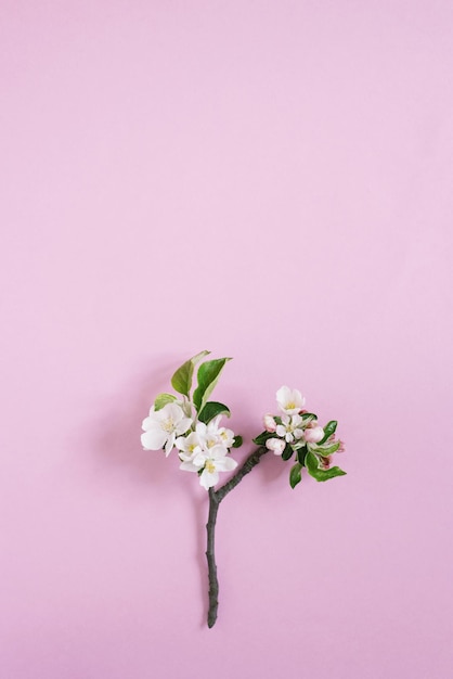 Galho de macieira com flores brancas em um fundo rosa com espaço de cópia composição plana leiga