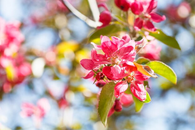Galho de macieira com flores cor de rosa fechar