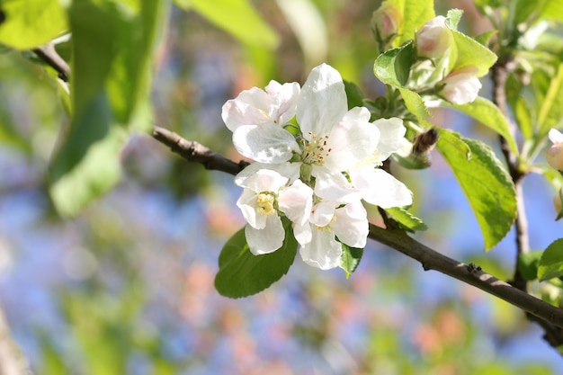 Galho de macieira com flores da primavera