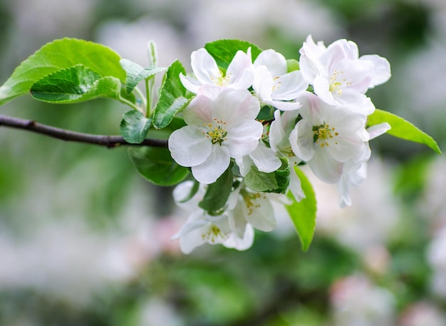 Galho de macieira com flores em um fundo de árvores floridas