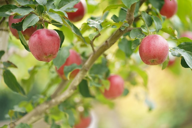 Galho de macieira com várias frutas numa manhã de verão no jardim