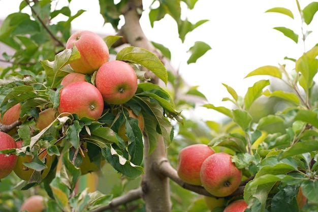 Galho de macieira com várias frutas numa manhã de verão no jardim