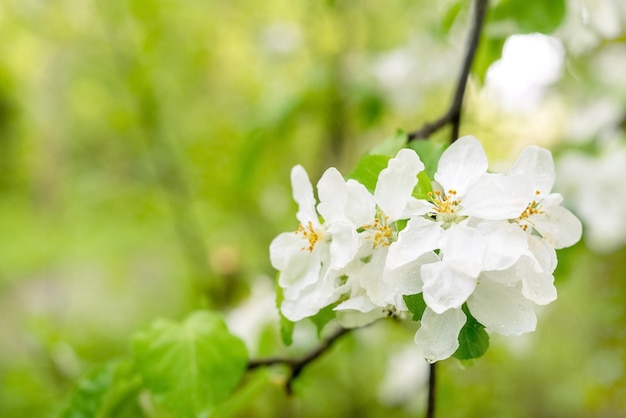 Galho de macieira florescendo com flores brancas no pomar de primavera close-up